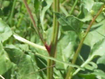 Beta vulgaris / Bietola